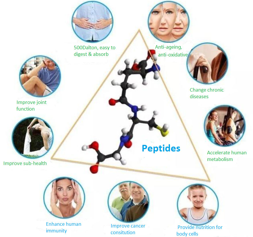 Peptides have the following characteristics and functions